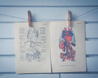 1957 Vintage Circulatory & Lymphatic System Illustration