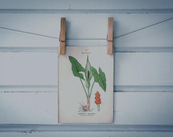 1894 Vintage Arum Chromolithograph Illustration