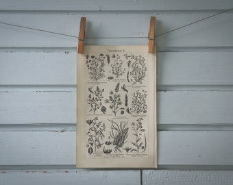 1907 Vintage Forage Lithograph Illustration