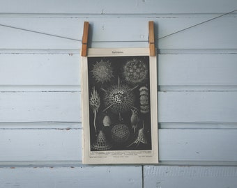 1907 Vintage Radiolaria Lithograph Illustration