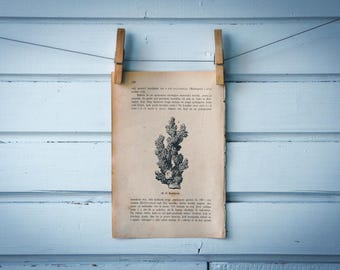 1888 Vintage Coral Lithograph Illustration