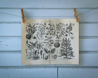 1907 Vintage Crops Lithograph Illustration