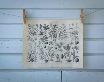 1907 Vintage Crops Lithograph Illustration