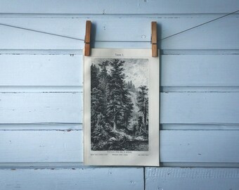 1907 Vintage Silver Fir Lithograph Illustration