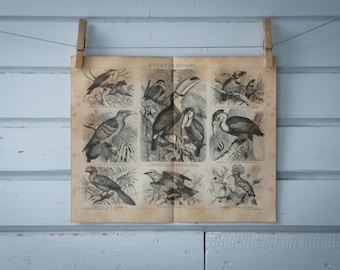 1887 Vintage Birds Lithograph Illustration