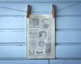 1907 Vintage Connective tissues Lithograph Illustration