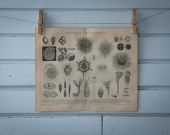 1887 Vintage Protist & Protozoa Lithograph Illustration