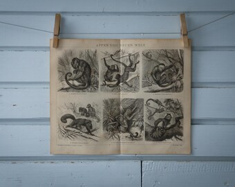 1887 Vintage New World Monkeys Lithograph Illustration