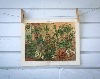 1907 Vintage Foliage Plants Chromolithograph Illustration