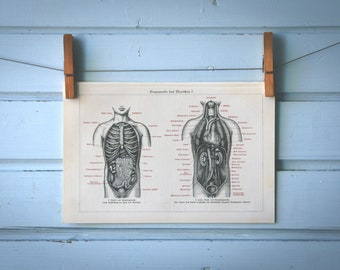 1925 Vintage Internal Organs Illustration