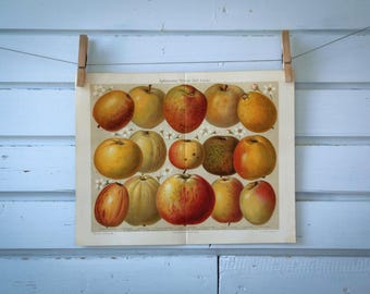 1907 Vintage Apple Varieties Chromolithograph Illustration