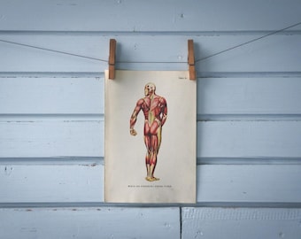 1957 Vintage Muscular System Illustration