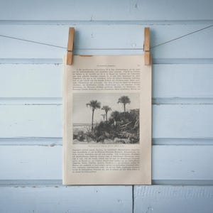 1897 Vintage Florida Coastal Landscape Lithograph Illustration