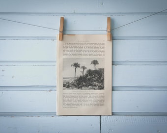 1897 Vintage Florida Coastal Landscape Lithograph Illustration