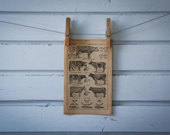 1921 Vintage Cows Illustration