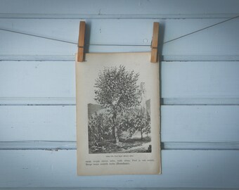 1903 Vintage White Mulberry Illustration