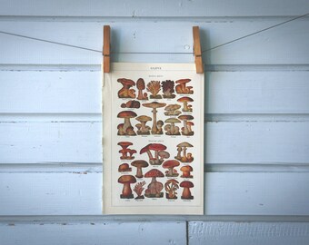 1936 Vintage Mushrooms Illustration