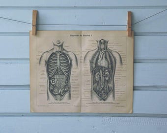 1890 Vintage Internal Organs Chromolithograph Illustration