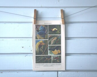 1930s Vintage Birds-of-Paradise Illustration