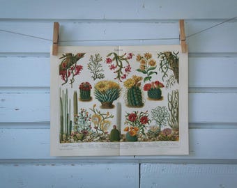 1907 Vintage Cacti Chromolithograph Illustration