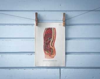 1957 Vintage Internal Organs Illustration