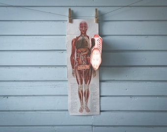 Rare find* 1926 Vintage Eight Layer Male Anatomy Illustration