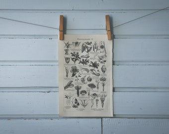 1907 Vintage Flowers Lithograph Illustration