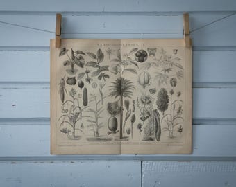 1887 Vintage Domesticated Plants Lithograph Illustration