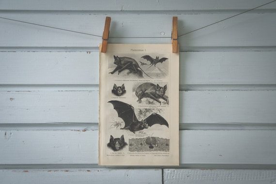 1907 Vintage Bats Lithograph Illustration