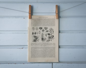 1907 Vintage Conifer Seeds Illustration