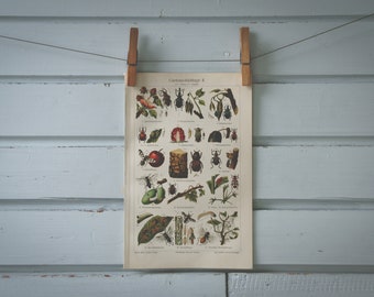 1907 Vintage Garden Pests Chromolithograph Illustration