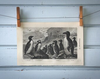 1907 Vintage Penguins Lithograph Illustration