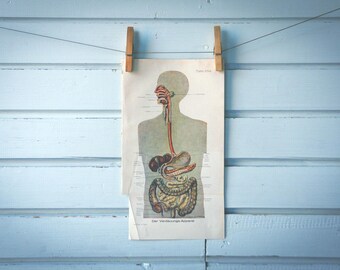 1925 Vintage Human Digestive System Illustration