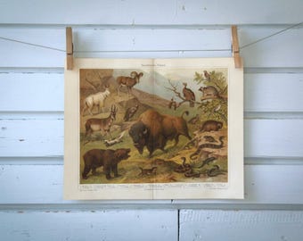1907 Vintage North America Fauna Chromolithograph Illustration