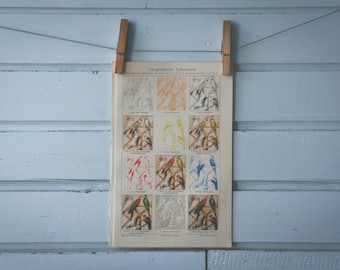 1907 Vintage Six Color Print Chromolithograph Illustration