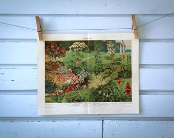 1907 Vintage Garden Plants Chromolithograph Illustration