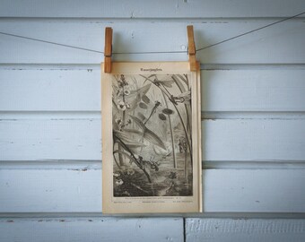 1890 Vintage Dragonflies Lithograph Illustration