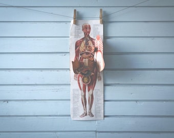 Rare find* 1926 Vintage Eight Layer Female Anatomy Illustration