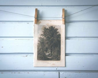 Rare find* 1871 Vintage Elm Lithograph Illustration