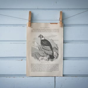 1897 Vintage Andean Condor Lithograph Illustration