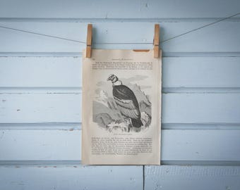 1897 Vintage Andean Condor Lithograph Illustration