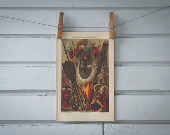 1907 Vintage Australia & Oceania Art Chromolithograph Illustration