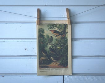1908 Vintage Songbirds Chromolithograph Illustration