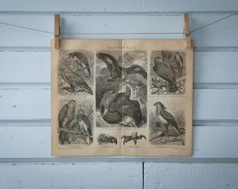 1887 Vintage Birds of Prey Lithograph Illustration