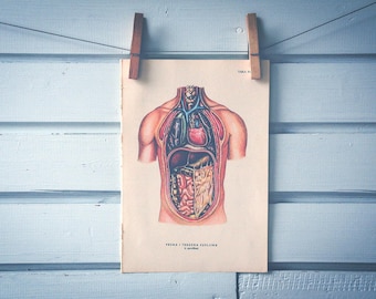 1957 Vintage Internal Organs Illustration
