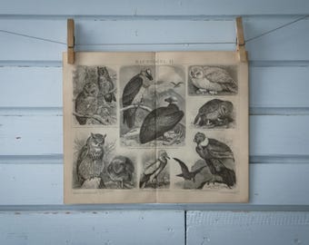 1887 Vintage Birds of Prey Lithograph Illustration