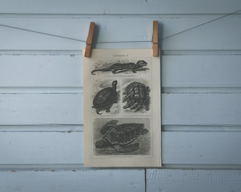 1907 Vintage Turtles Lithograph Illustration