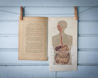 1926 Vintage Human Digestive System Illustration