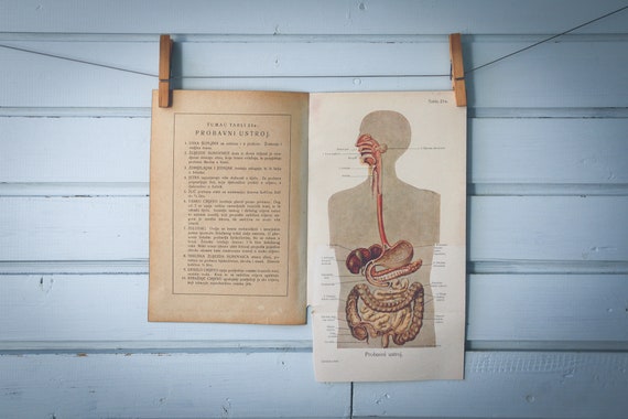 1926 Vintage Human Digestive System Illustration