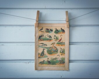 1897 Vintage Water Birds Chromolithograph Illustration